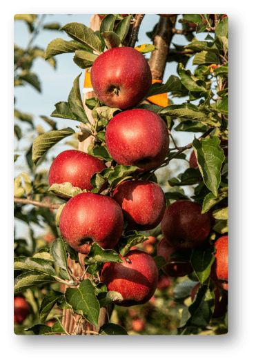 Red Apples from Poland
