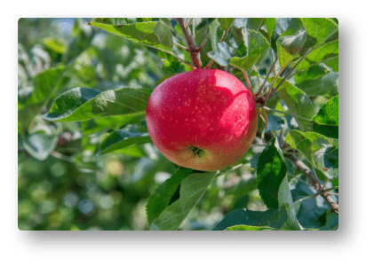 Polish Apple Orchard