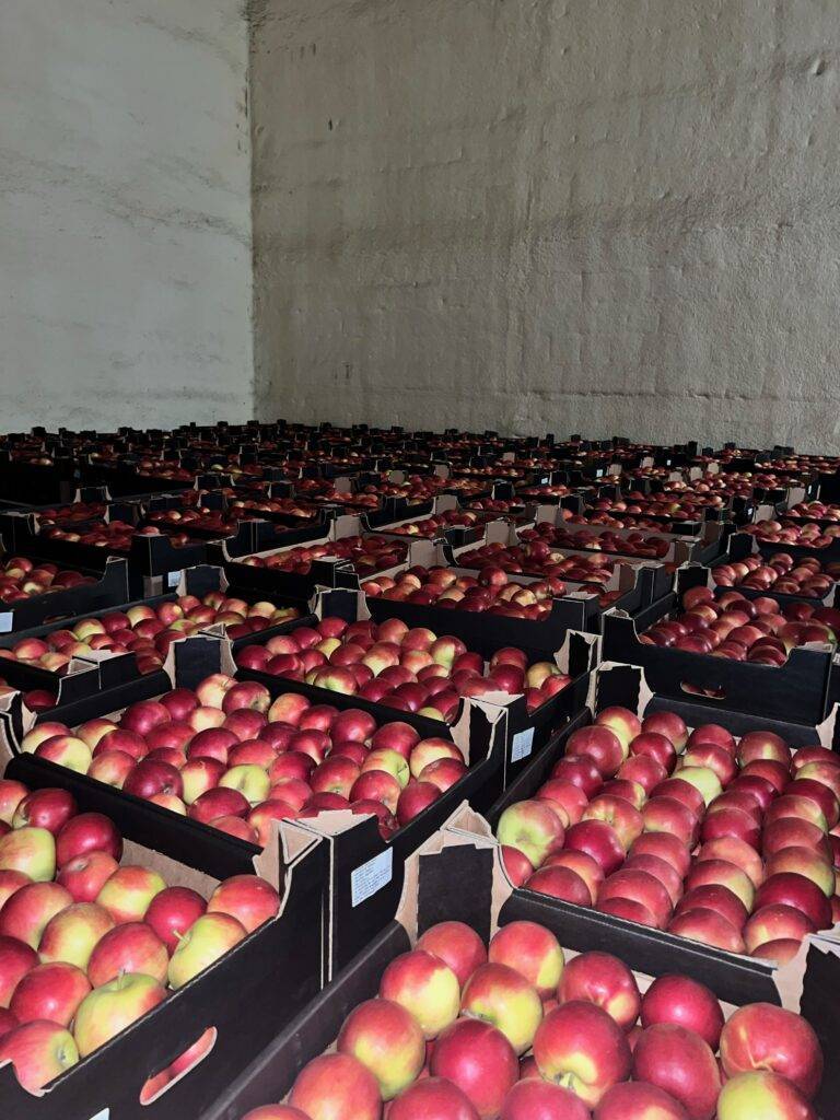 apples from poland