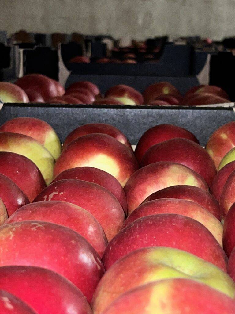 Variety Idared apples from poland