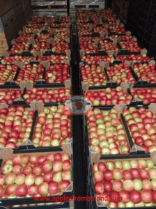 apples from Poland